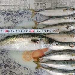 ショアジギングでサバ爆釣！