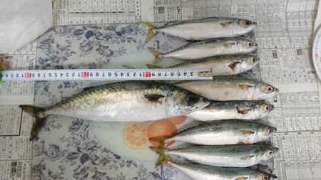 ショアジギングでサバ爆釣！