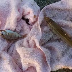 志筑川でキス釣り