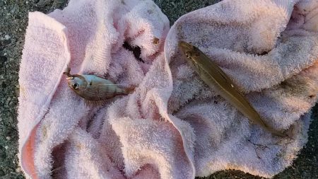 志筑川でキス釣り