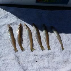 西淡、北淡、東浦のキス釣査