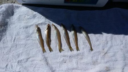 西淡、北淡、東浦のキス釣査