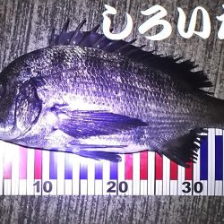 久しぶりに姫路港。コンテスト用の魚を釣りに。