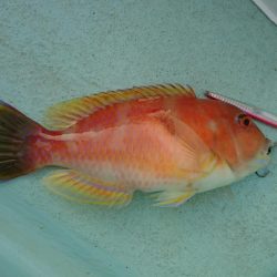 灼熱の県南タイラバ&ライトジギング