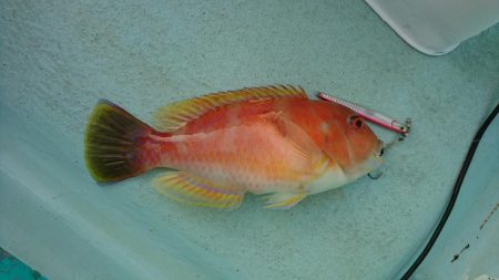 灼熱の県南タイラバ&ライトジギング