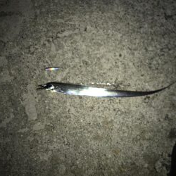 デカサバ求めて