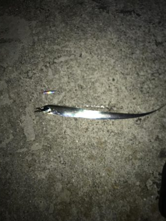 デカサバ求めて