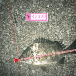 メバル狙いでチヌ