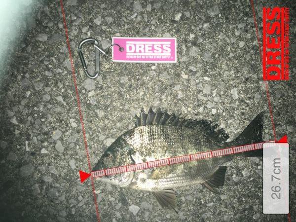 メバル狙いでチヌ