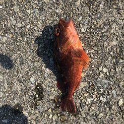 激アツ真夏のガシリング！