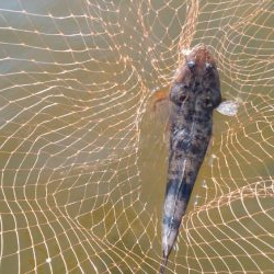 マゴチハンティング