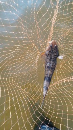 マゴチハンティング