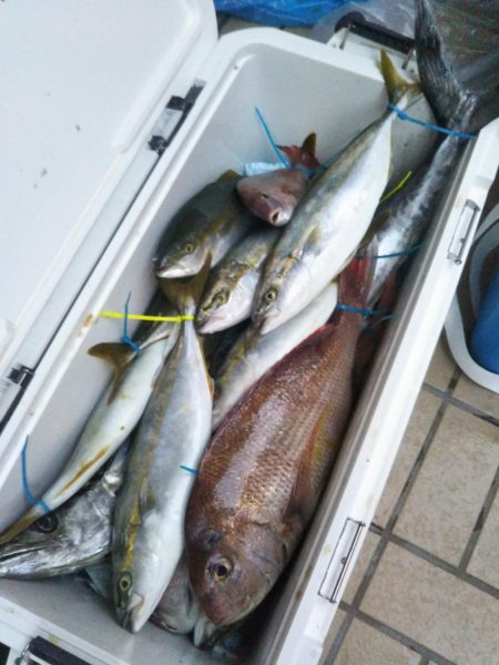 明石で鯛ラバ、ジギング、タコ!