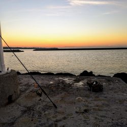 早朝3バイトでギンガメアジ、ワンヒット