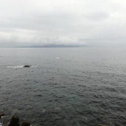 ロックフィッシュからのキス釣り