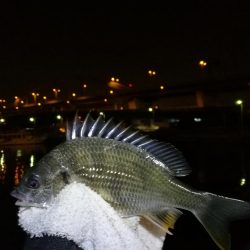 南港フェリーヘチ釣り （キビレとガシラ釣果）