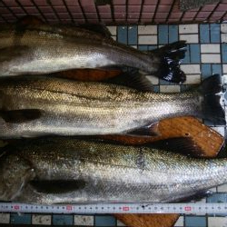 トップウォーター！