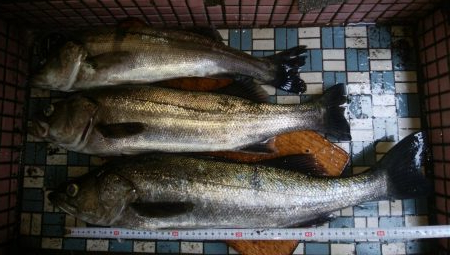 トップウォーター！