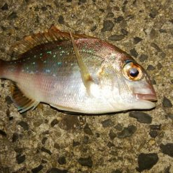 ロックフィッシュ！