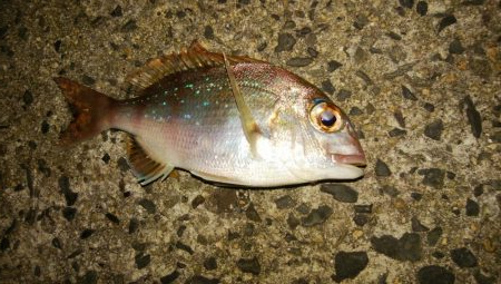 ロックフィッシュ！