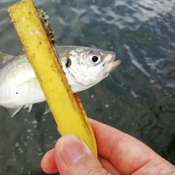 ショアジギング