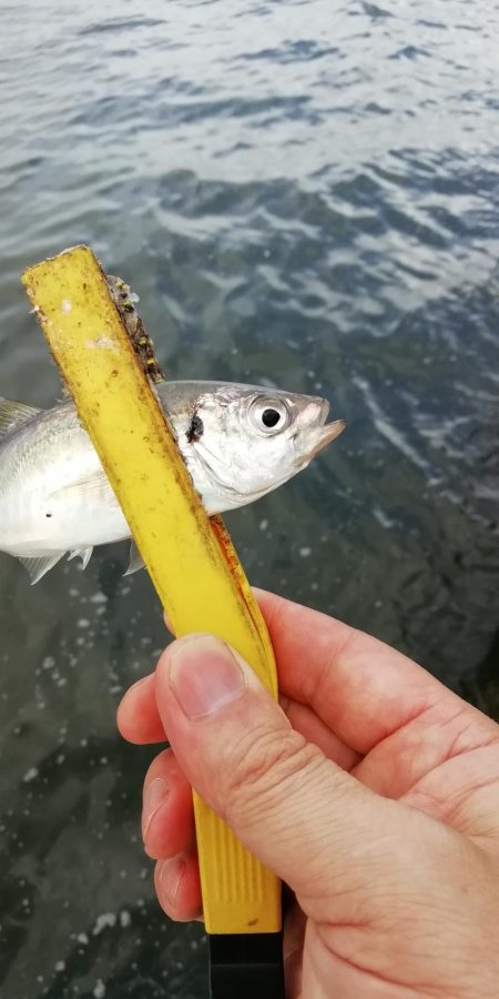 ショアジギング