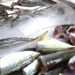 サビキVSアジング