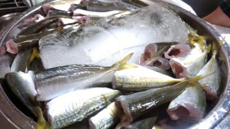 サビキVSアジング