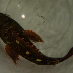 トップとボトム