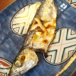 シーサイドコスモ朝マズメ好調