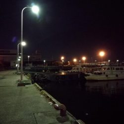 南港フェリーヘチ釣り （続渋め！小キビレ、ウミタナゴ釣果）