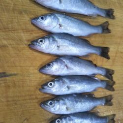 渡船で南港沖波止サビキ絶好調