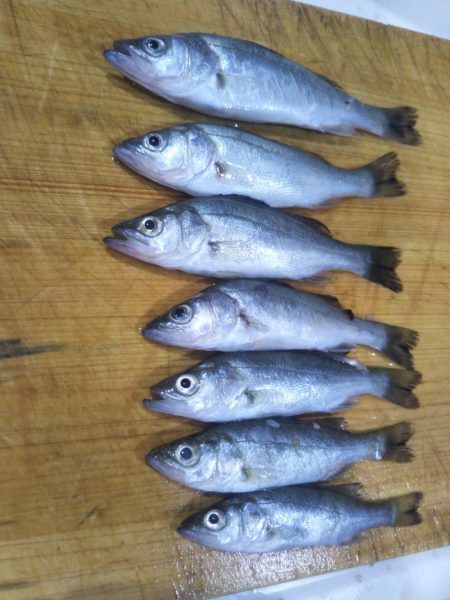 渡船で南港沖波止サビキ絶好調