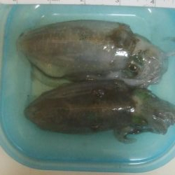 あおりいか　順調に釣れてます！