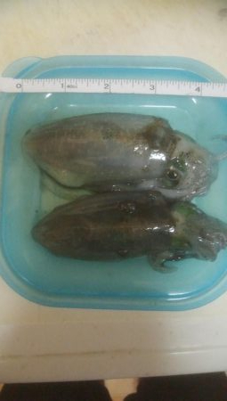 あおりいか　順調に釣れてます！