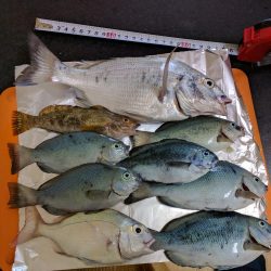 チヌ、コッパグレ