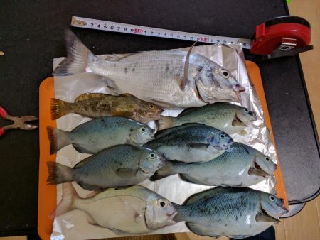 チヌ、コッパグレ