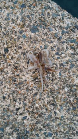 デイマゴチ&アオリ