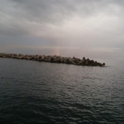 アオリイカ 5杯