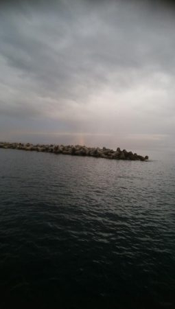 アオリイカ 5杯