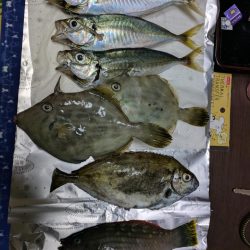 アジ、カワハギその他