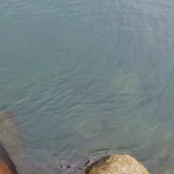 アオリイカ15杯！　自作エギでも釣れた！