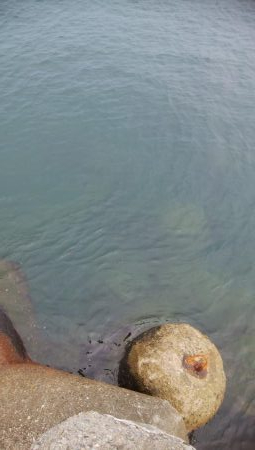 アオリイカ15杯！　自作エギでも釣れた！