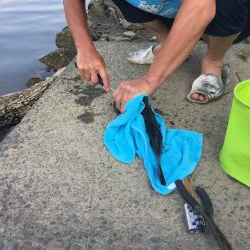 久々のチヌにたにもっさん。歓喜する