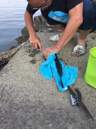 久々のチヌにたにもっさん。歓喜する