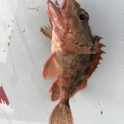 癒やしのガッシー3rd