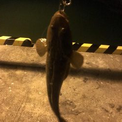 西舞鶴でマゴチ！