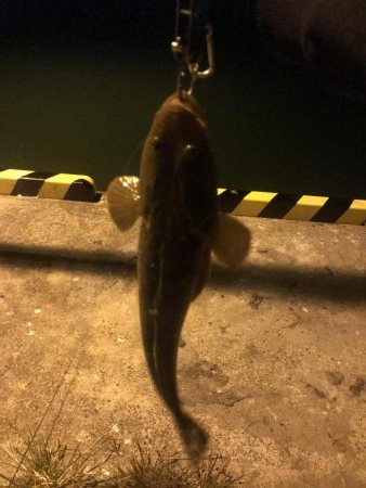 西舞鶴でマゴチ！