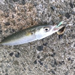 メクリアジ・サゴシ