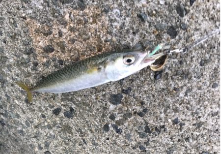 メクリアジ・サゴシ